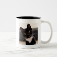 Gatinho preto e branco bonito do smoking