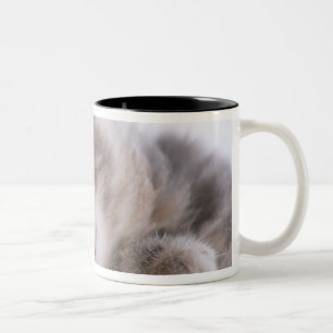 Caneca De Café Em Dois Tons Gatinho que dorme na bacia 2