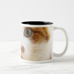 Caneca De Café Em Dois Tons gato alaranjado e branco que olha a câmera