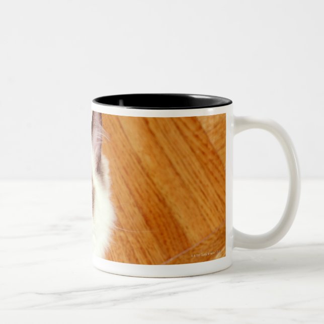 Caneca De Café Em Dois Tons Gato de Ragdoll no assoalho, vista elevado (Direita)