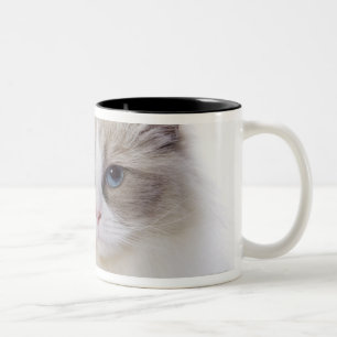 Caneca De Café Em Dois Tons Gato de Ragdoll no teclado de computador