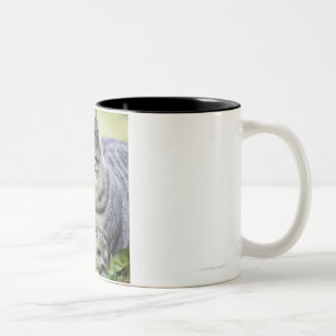 Caneca De Café Em Dois Tons Gato novo na natureza