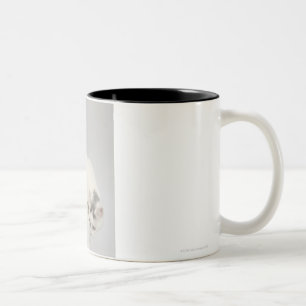 Caneca De Café Em Dois Tons Gato que olha sobre uma borda