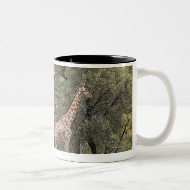 Caneca De Café Em Dois Tons Girafa, camelopardalis do Giraffa, Kgalagadi 3 (Direita)