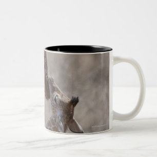 Caneca De Café Em Dois Tons Girafa, Kenya, África