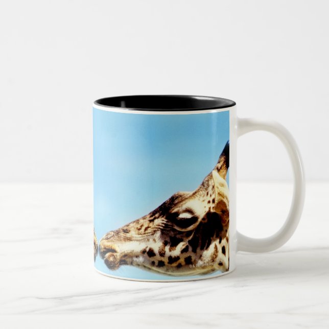 Caneca De Café Em Dois Tons Girafas que tocam nos narizes (Direita)