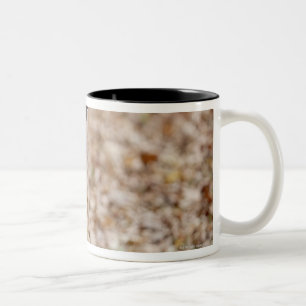 Caneca De Café Em Dois Tons golden retriever no parque no outono