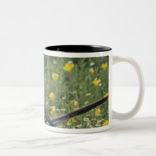 Caneca De Café Em Dois Tons Greater Roadrunner, Geococcyx californianus,