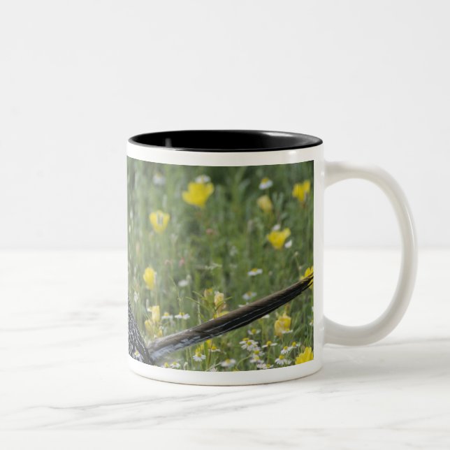 Caneca De Café Em Dois Tons Greater Roadrunner, Geococcyx californianus, (Direita)