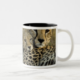Caneca De Café Em Dois Tons Guepardo, Acinonyx jubatus, com filhote no Masai 2