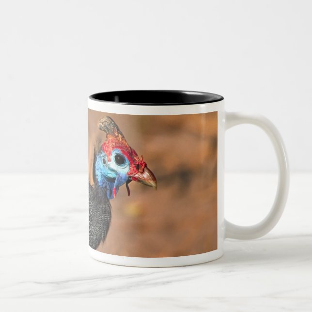 Caneca De Café Em Dois Tons Helmeted Guiné Fowl (Numida meleagris). África, (Direita)