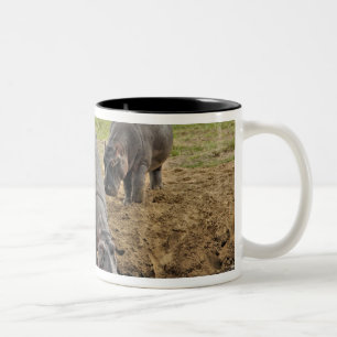 Caneca De Café Em Dois Tons Hipopótamo, Hippopotamus amphibius, Serengeti