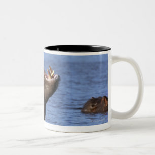 Caneca De Café Em Dois Tons Hippopotamus (amphibius do Hippopotamus) no