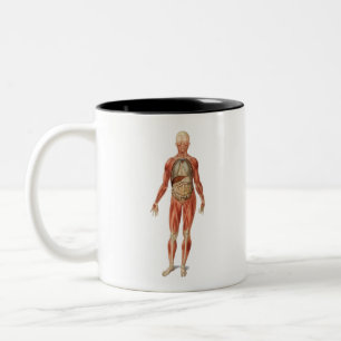 Caneca De Café Em Dois Tons human muscular system