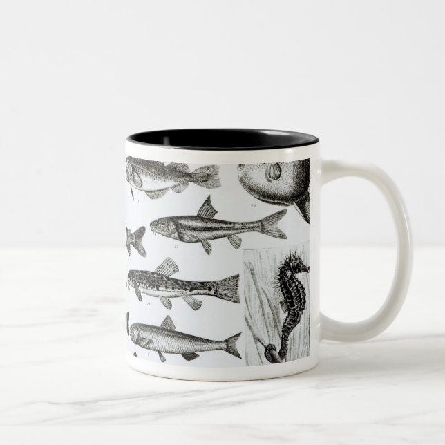 Caneca De Café Em Dois Tons Ictiologias, peixes ósseos, Marisipobranchs (Direita)