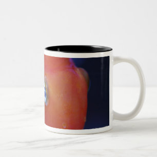 Caneca De Café Em Dois Tons Igualmente sabido como o papagaio do sangue ou o