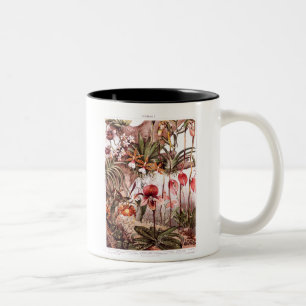 Caneca De Café Em Dois Tons Ilustração 1911 da variedade da flor da orquídea