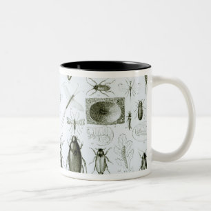 Caneca De Café Em Dois Tons Insetos da entomologia
