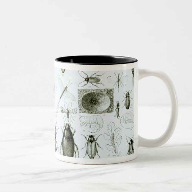 Caneca De Café Em Dois Tons Insetos da entomologia (Direita)