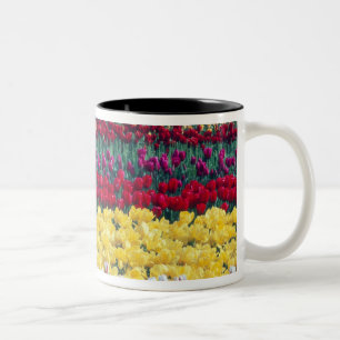 Caneca De Café Em Dois Tons Jardim de exibição de Tulip no condado de Skagit,