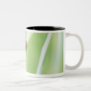 Caneca De Café Em Dois Tons Joaninha