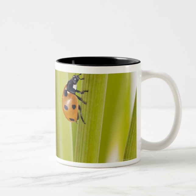 Caneca De Café Em Dois Tons Joaninha em hastes da planta (Direita)