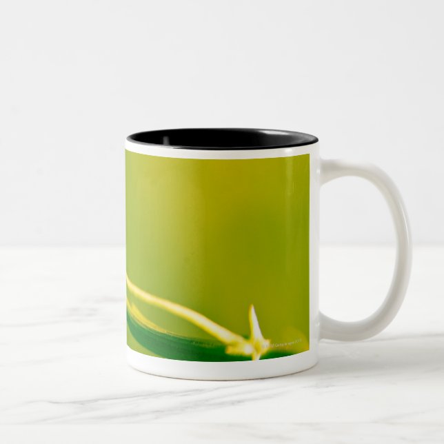 Caneca De Café Em Dois Tons Joaninha no sprig (Direita)