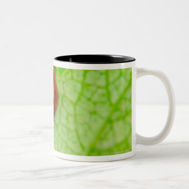 Caneca De Café Em Dois Tons Joaninha que anda através de uma folha (Direita)