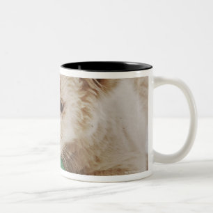 Caneca De Café Em Dois Tons Jogo branco do filhote de leão (krugeri de leo do