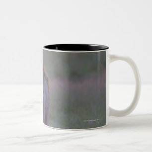 Caneca De Café Em Dois Tons Kenya, Masai Mara