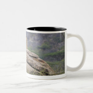 Caneca De Café Em Dois Tons Kenya, reserva natural de Samburu, leão fêmea