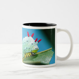 Caneca De Café Em Dois Tons Lagarta da Mariposa Prometeu, Callosamia