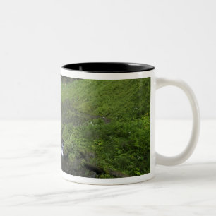 Caneca De Café Em Dois Tons Latourell Falls, Columbia River Gorge, Oregon