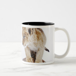 Caneca De Café Em Dois Tons Leão do bebê que está na tartaruga, fundo branc