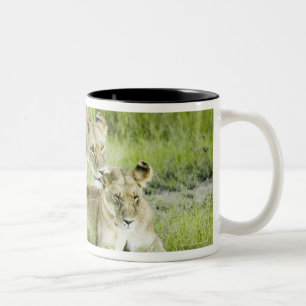 Caneca De Café Em Dois Tons Leão e leoa, África
