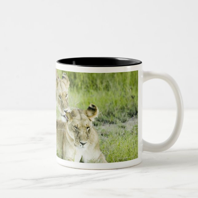 Caneca De Café Em Dois Tons Leão e leoa, África (Direita)