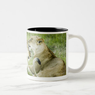 Caneca De Café Em Dois Tons Leão e leoa, África 2