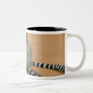 Caneca De Café Em Dois Tons Lêmures-de-cauda-anelada, (Lemur catta), Berenty