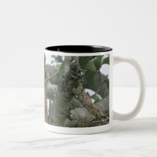 Caneca De Café Em Dois Tons Leoa de escalada da árvore (Panthera leo), rainha