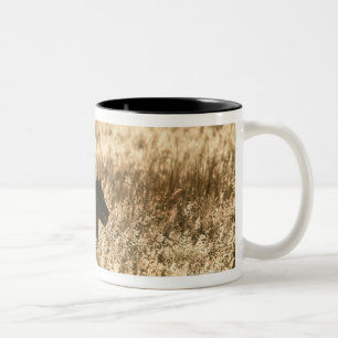 Caneca De Café Em Dois Tons Leoa (Panthera leo) mostrada em silhueta na grama
