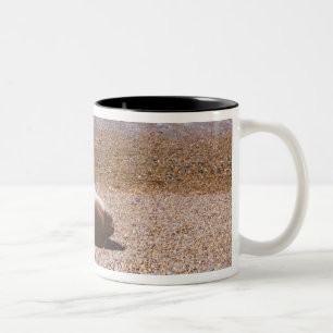 Caneca De Café Em Dois Tons Leões de mar que descansam na praia
