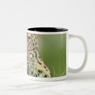 Caneca De Café Em Dois Tons Leopardo, pardus do Panthera, jogo de Sabi Sabi