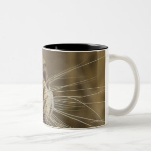 Caneca De Café Em Dois Tons Leopardo que boceja, maior parque nacional de