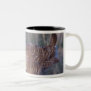 Caneca De Café Em Dois Tons Lesser Prairie-Chicken, Tympanuchus