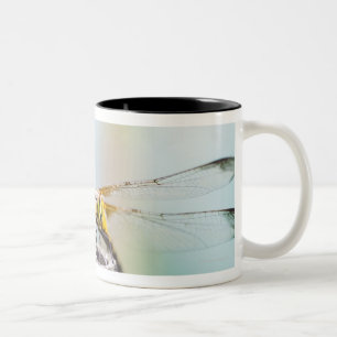 Caneca De Café Em Dois Tons Libélula (infuscatum de Sympetrum) 2