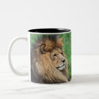 Lion 001