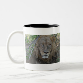 Caneca De Café Em Dois Tons Lion antigo, Botswana .JPG