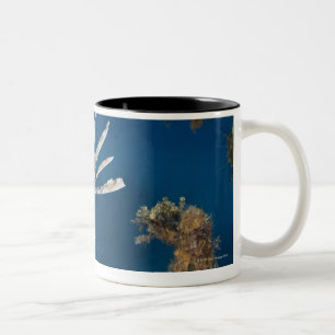 Caneca De Café Em Dois Tons Lionfish (volitans do Pterois) que nada sobre