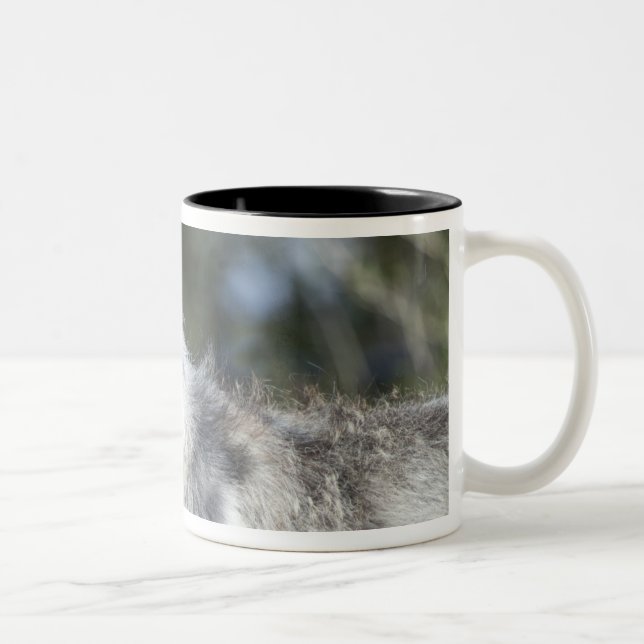 Caneca De Café Em Dois Tons Lobo em Yellowstone (Direita)