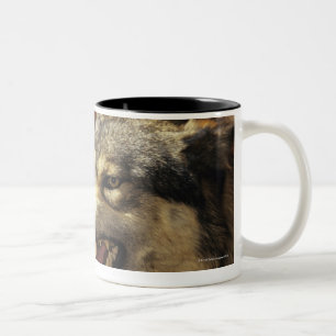 Caneca De Café Em Dois Tons Lobo (lúpus de Canis) que snarling, headshot, com